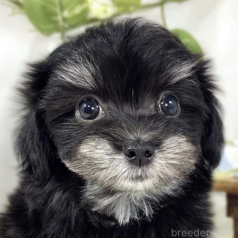 販売中の滋賀県のチワマル:チワワ×マルチーズ-441160