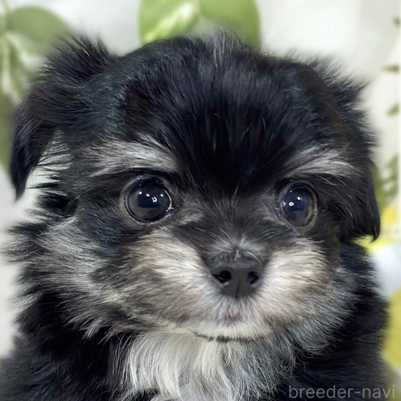 販売中の滋賀県のチワマル:チワワ×マルチーズ-441161