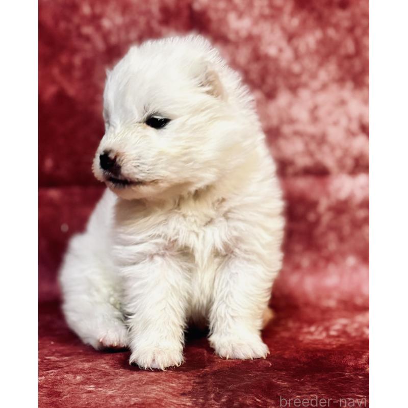 販売中の埼玉県のサモエド-442847の8枚目