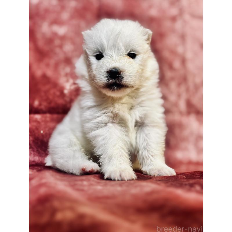 販売中の埼玉県のサモエド-442847の7枚目