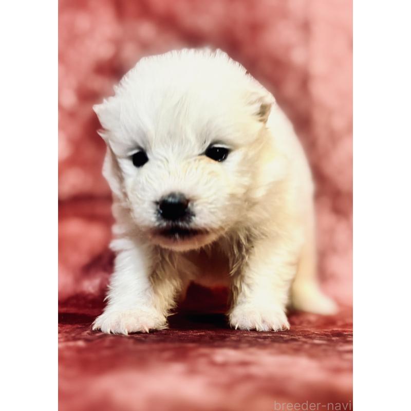 販売中の埼玉県のサモエド-442847の6枚目