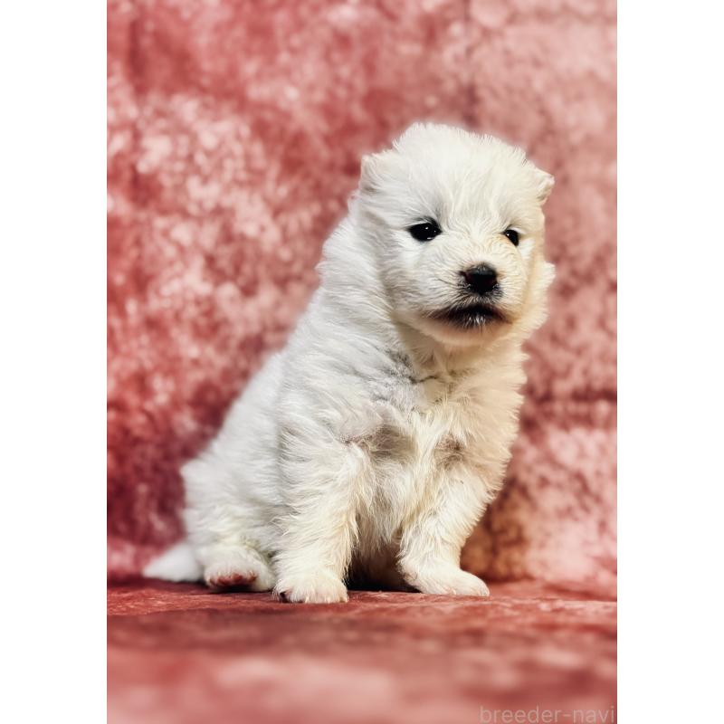 販売中の埼玉県のサモエド-442847の5枚目