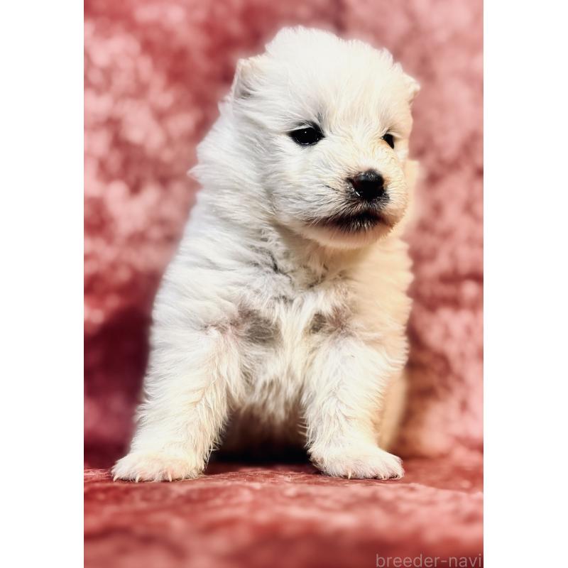 販売中の埼玉県のサモエド-442847の4枚目