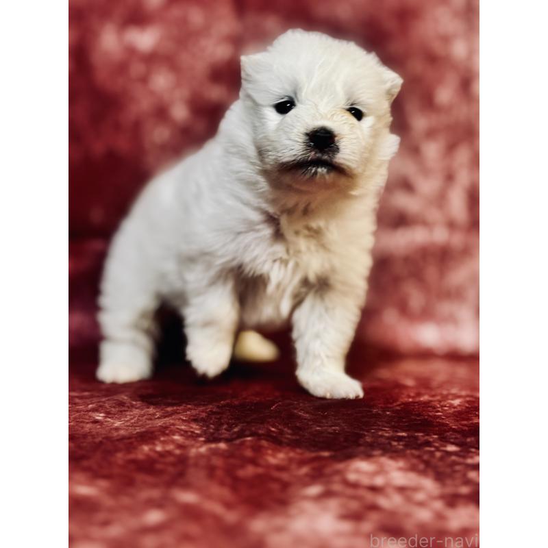 販売中の埼玉県のサモエド-442847の2枚目