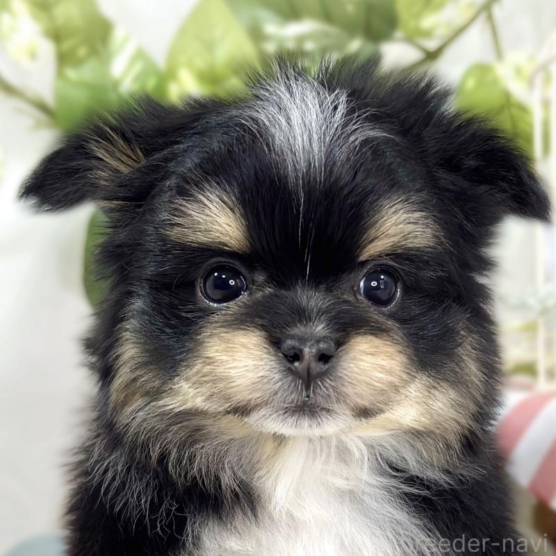 販売中の滋賀県のポメマル:ポメラニアン×マルチーズ-441163