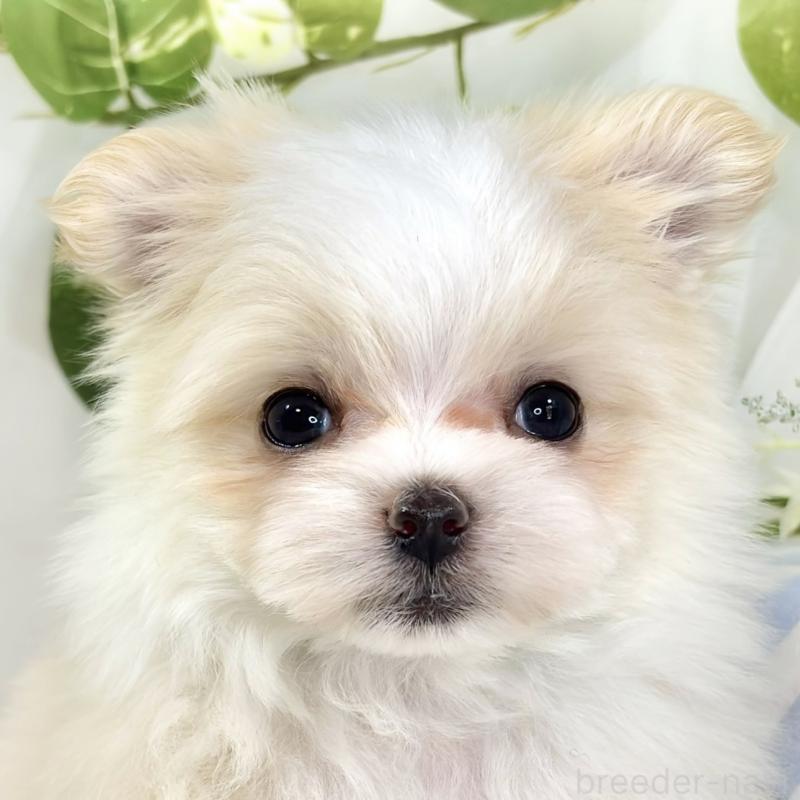 販売中の滋賀県のポメマル:ポメラニアン×マルチーズ-441164