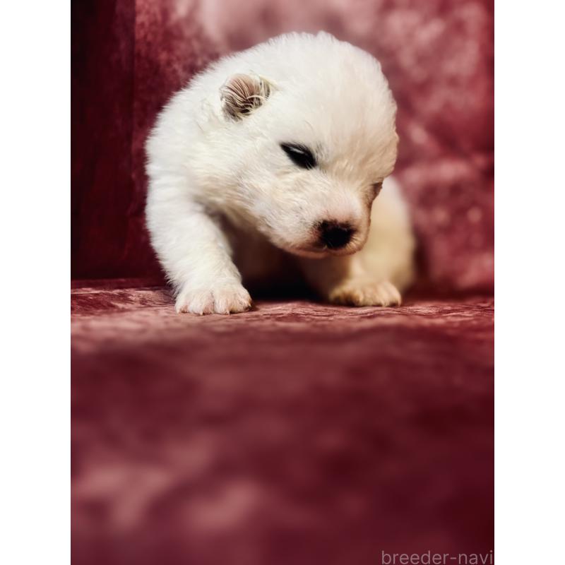 販売中の埼玉県のサモエド-442848の5枚目