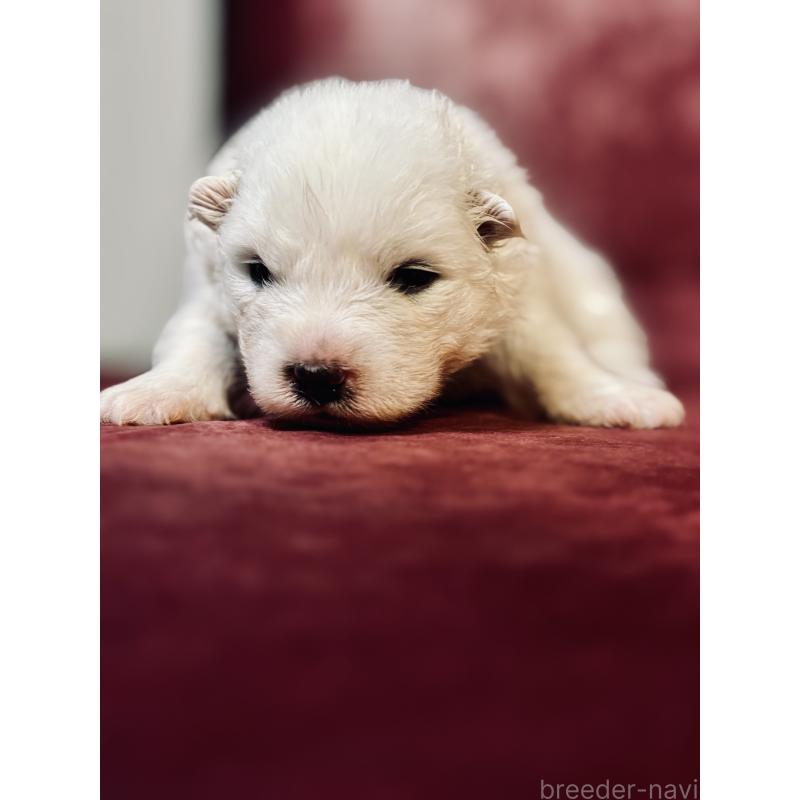 販売中の埼玉県のサモエド-442848の4枚目