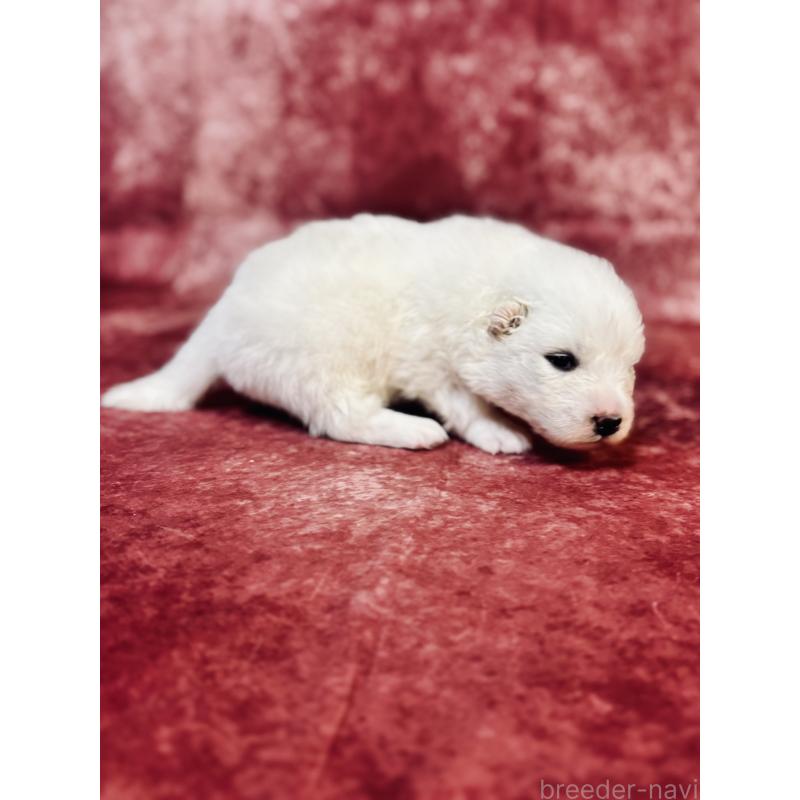 販売中の埼玉県のサモエド-442848の3枚目