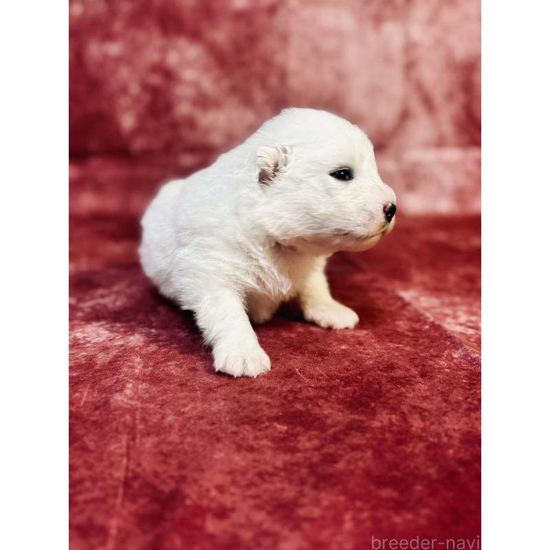 販売中の埼玉県のサモエド-442848の2枚目