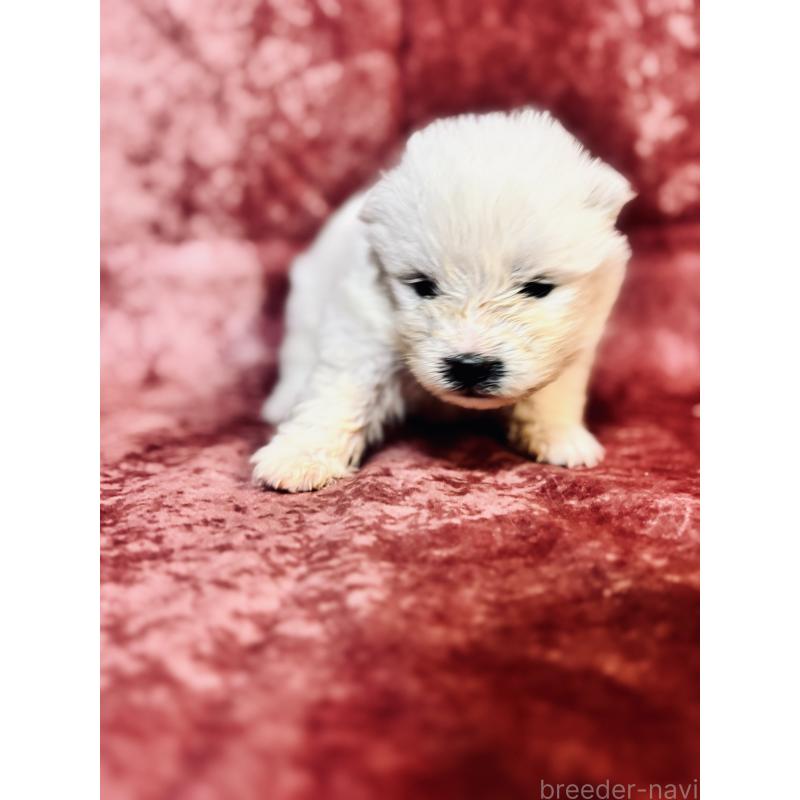 販売中の埼玉県のサモエド-442849の5枚目