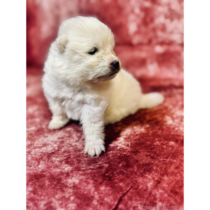 販売中の埼玉県のサモエド-442849の4枚目