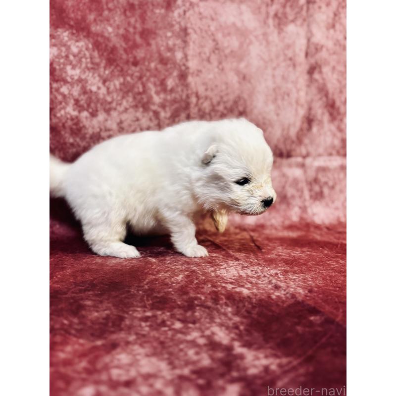 販売中の埼玉県のサモエド-442849の3枚目