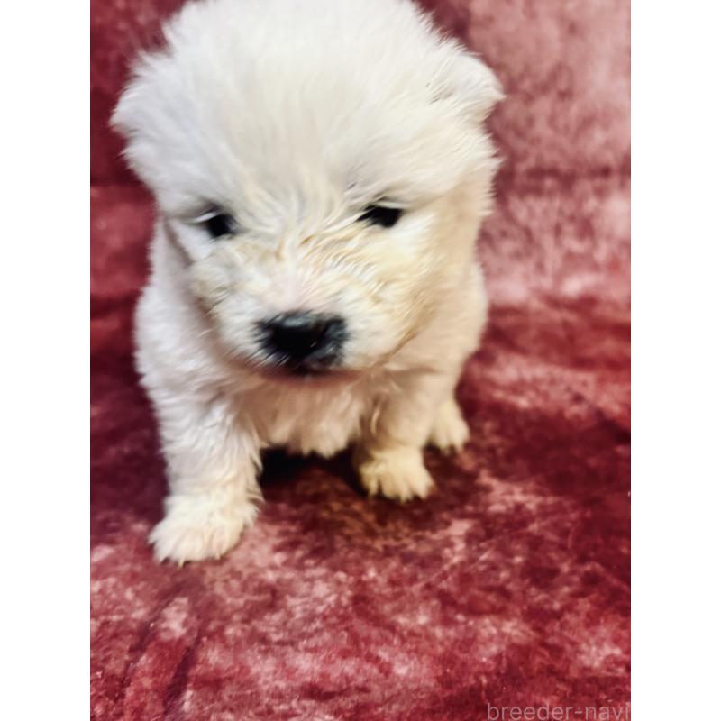 販売中の埼玉県のサモエド-442849の2枚目