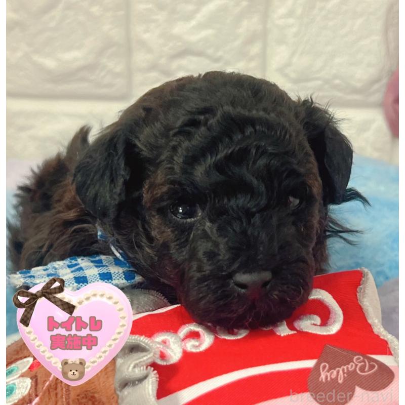 販売中の茨城県のタイニープードル-442850