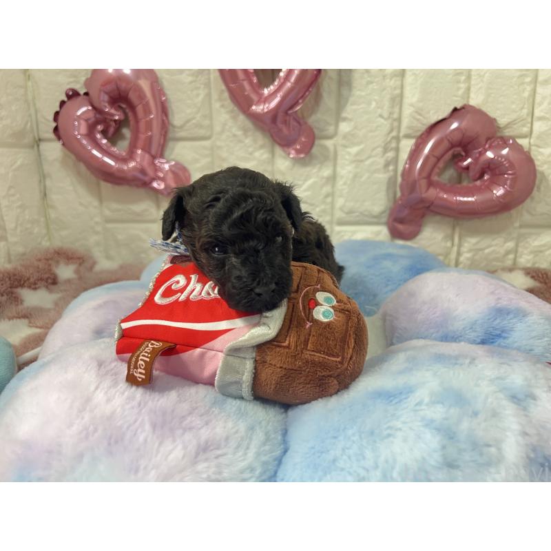 販売中の茨城県のタイニープードル-442850の7枚目