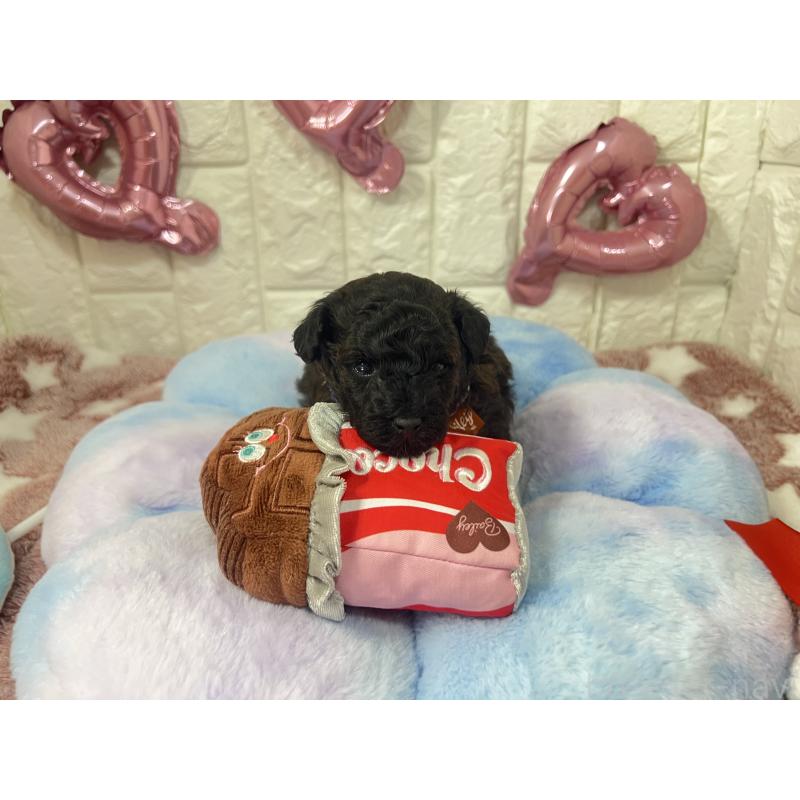 販売中の茨城県のタイニープードル-442850の6枚目