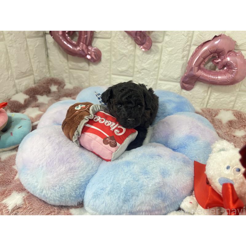 販売中の茨城県のタイニープードル-442850の3枚目