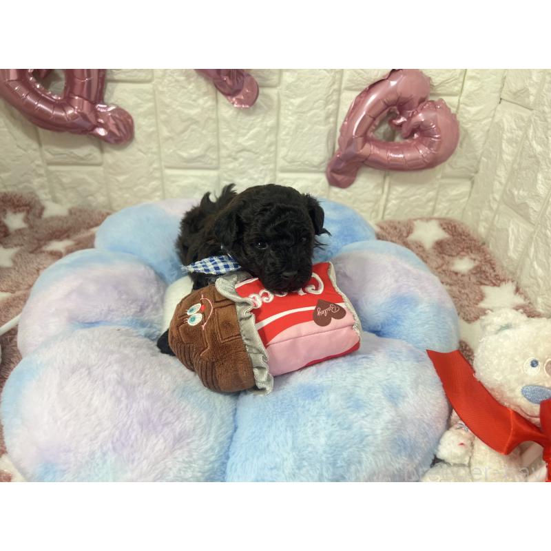 販売中の茨城県のタイニープードル-442850の2枚目