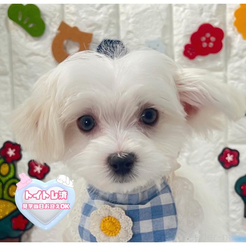 販売中の茨城県のマルチーズ-428290