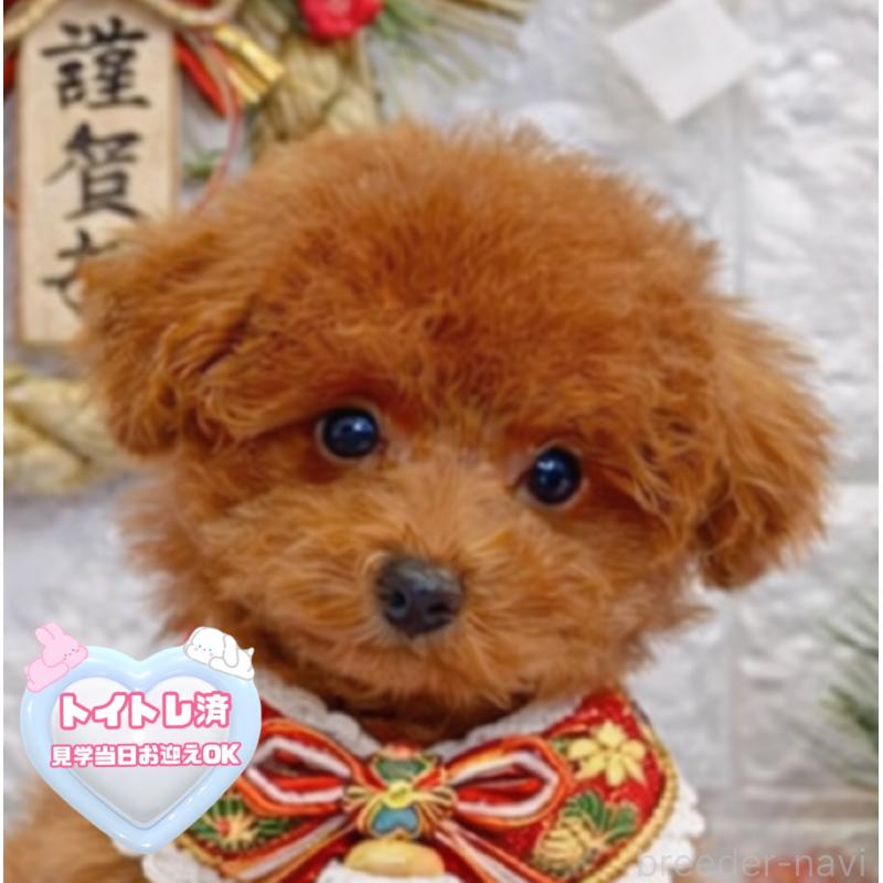 販売中の茨城県のビションプー:ビションフリーゼ×トイプードル-428283