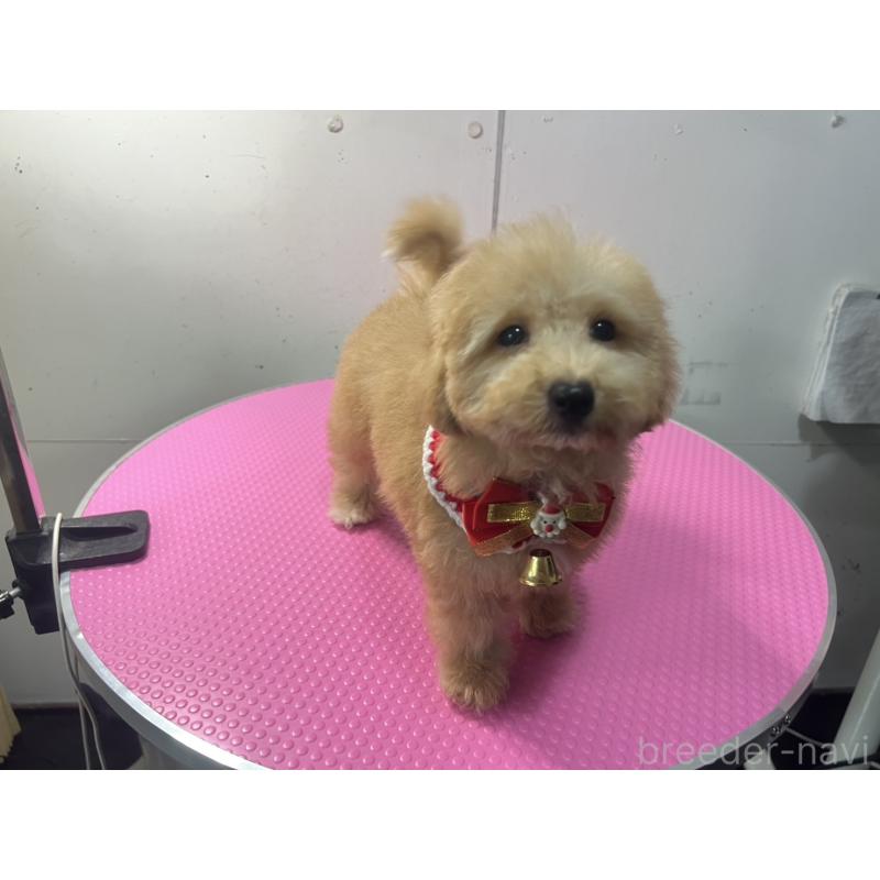 販売中の茨城県のビションプー:ビションフリーゼ×トイプードル-428284の2枚目