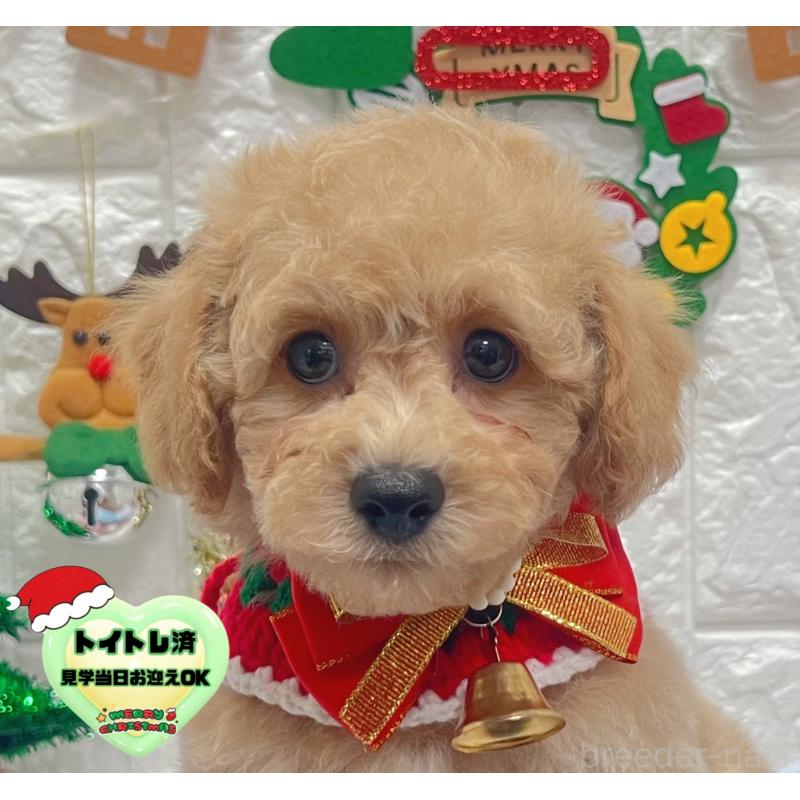 販売中の茨城県のビションプー:ビションフリーゼ×トイプードル-428272