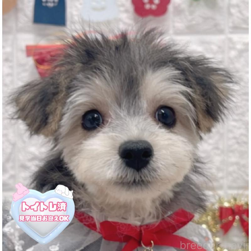 販売中の茨城県のミックス犬-418747