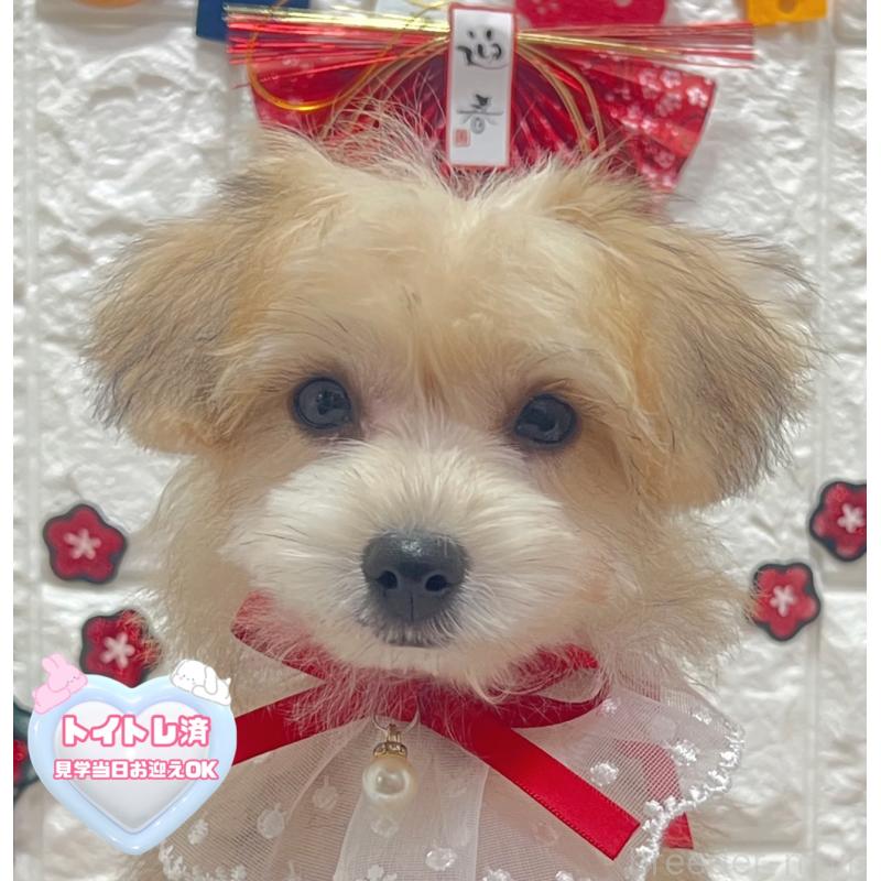 販売中の茨城県のミックス犬-418744