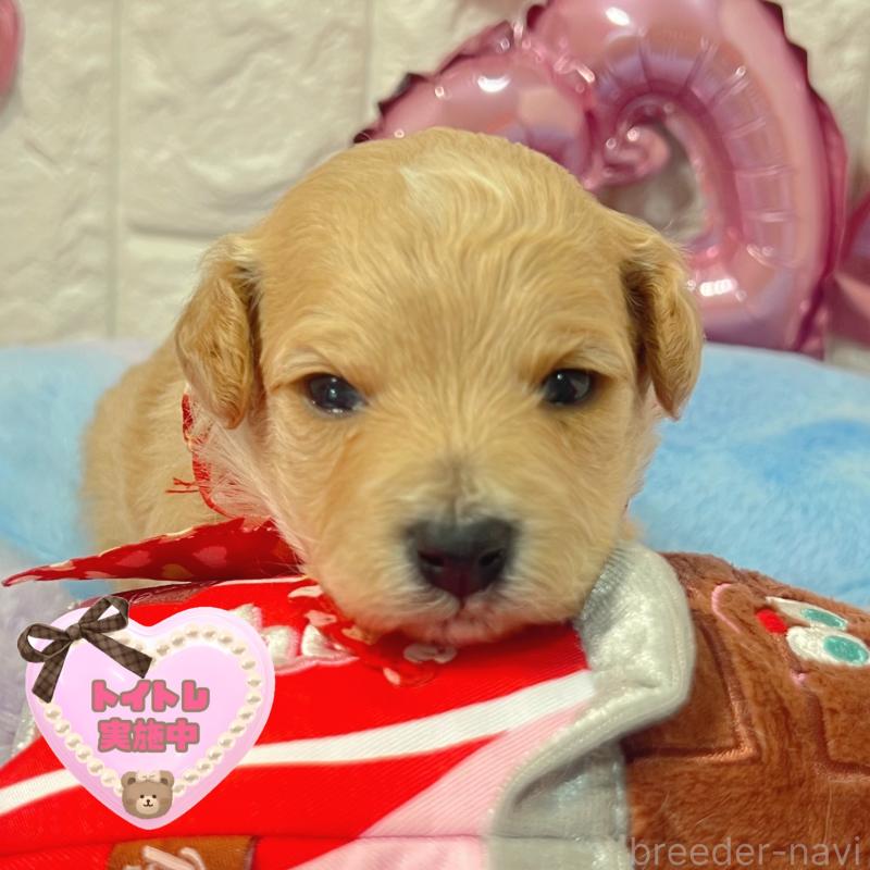 販売中の茨城県のビションプー:ビションフリーゼ×トイプードル-442855