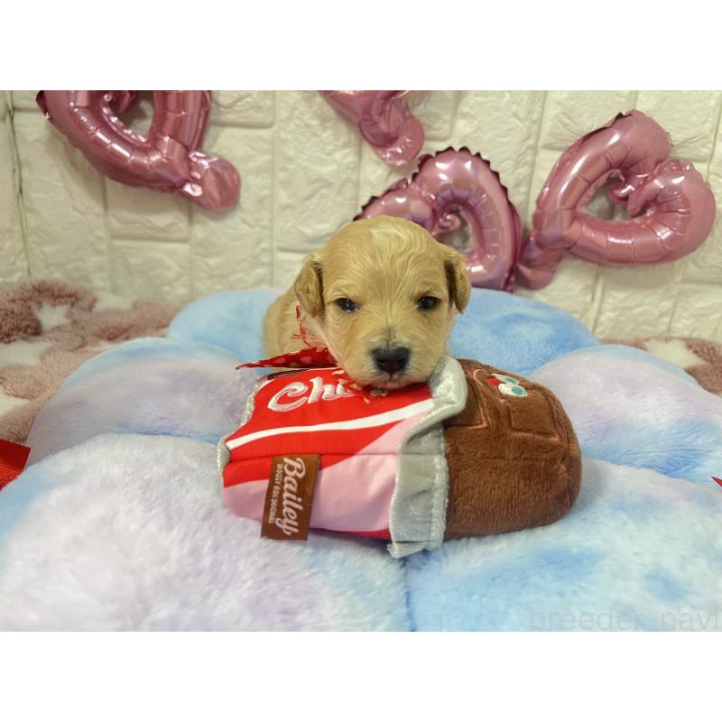 販売中の茨城県のビションプー:ビションフリーゼ×トイプードル-442855の5枚目