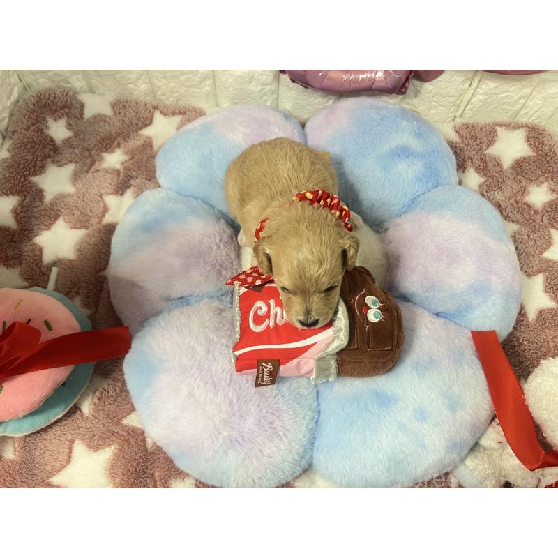 販売中の茨城県のビションプー:ビションフリーゼ×トイプードル-442855の4枚目