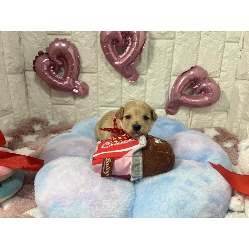 販売中の茨城県のビションプー:ビションフリーゼ×トイプードル-442855の3枚目