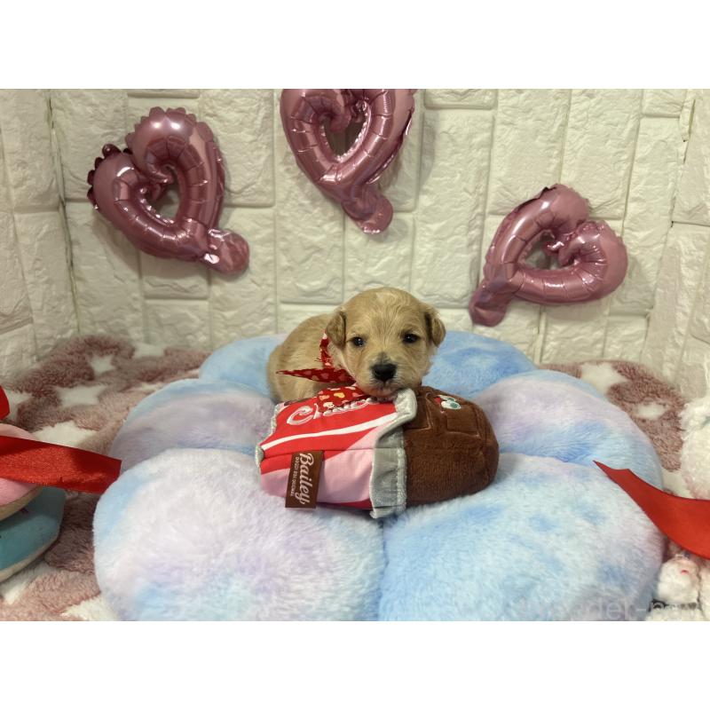 販売中の茨城県のビションプー:ビションフリーゼ×トイプードル-442855の2枚目