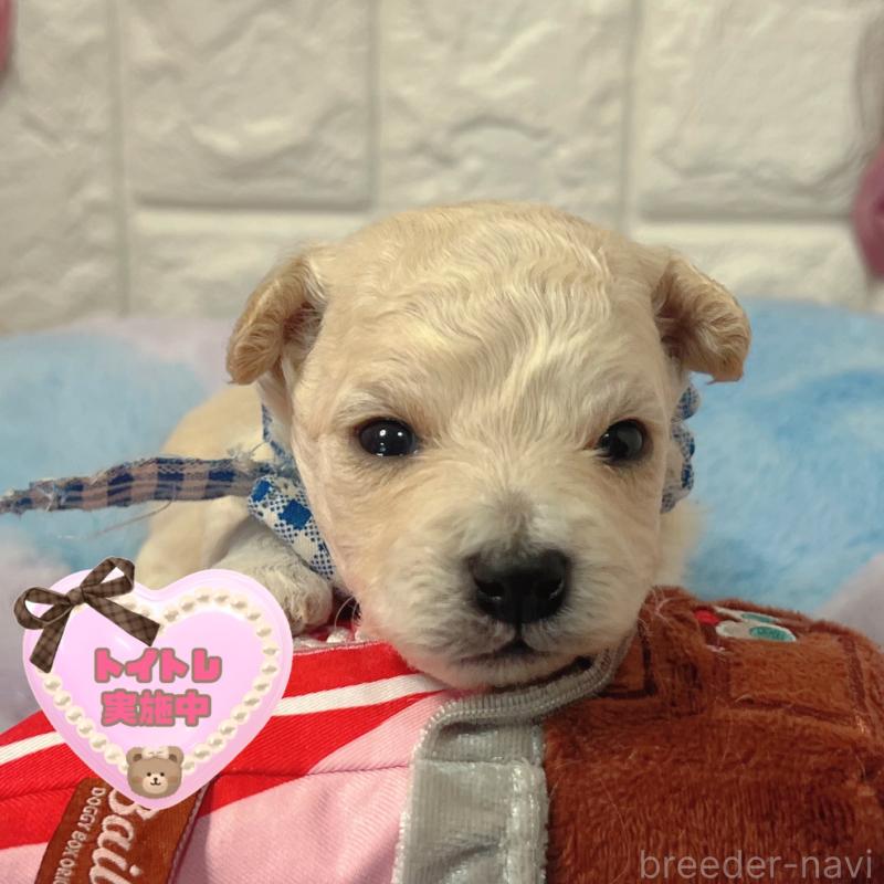 販売中の茨城県のビションプー:ビションフリーゼ×トイプードル-442856の1枚目