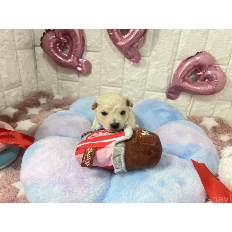 販売中の茨城県のビションプー:ビションフリーゼ×トイプードル-442856の5枚目