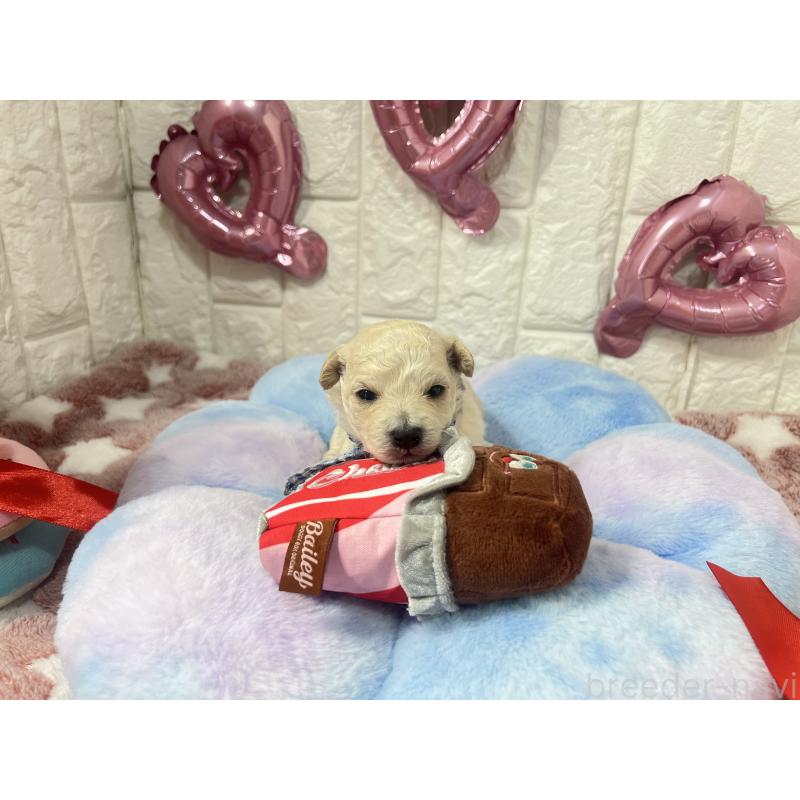 販売中の茨城県のビションプー:ビションフリーゼ×トイプードル-442856の4枚目