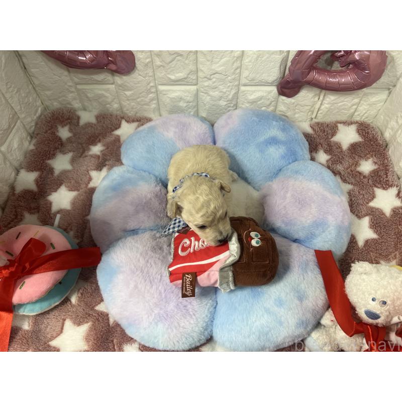 販売中の茨城県のビションプー:ビションフリーゼ×トイプードル-442856の3枚目