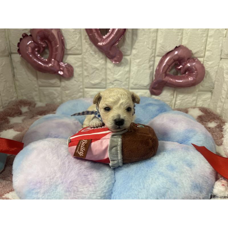 販売中の茨城県のビションプー:ビションフリーゼ×トイプードル-442856の2枚目