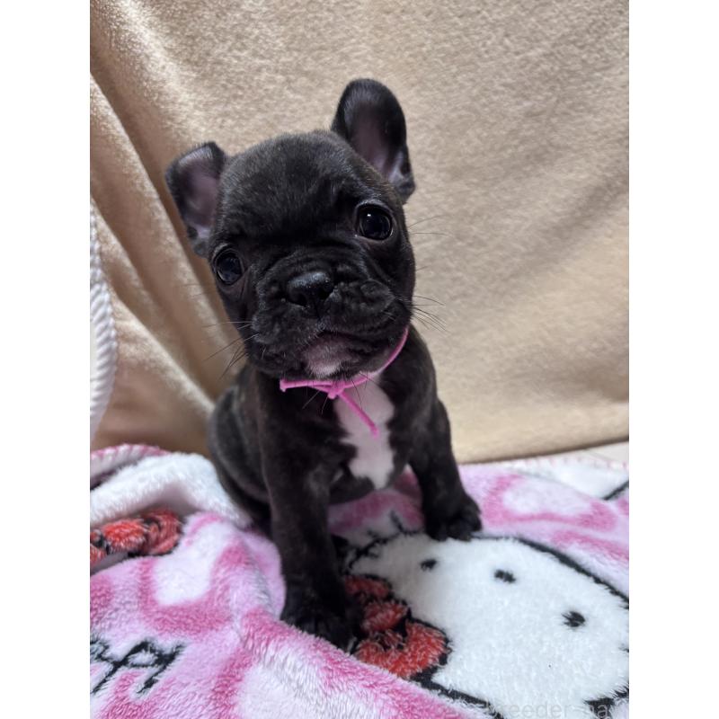 成約済の三重県のフレンチブルドッグ-437164の4枚目