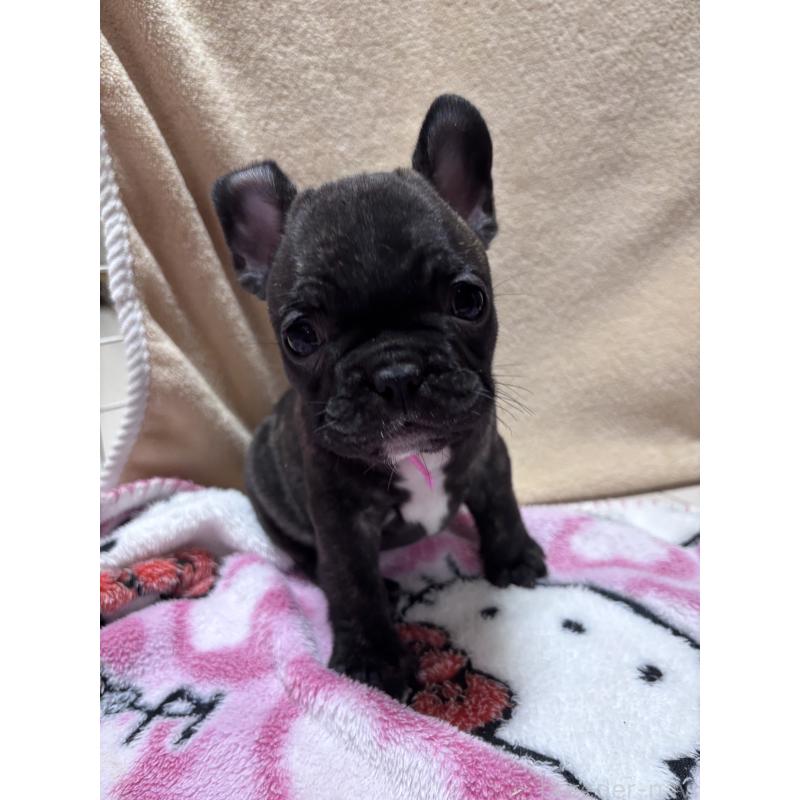 販売中の三重県のフレンチブルドッグ-437164