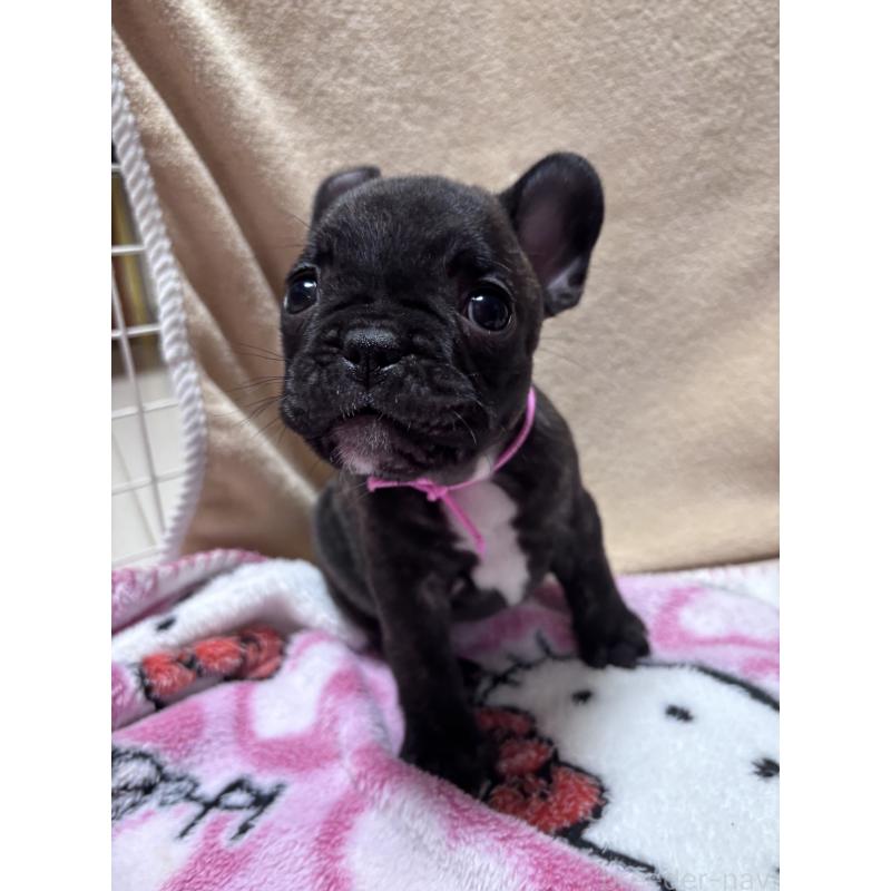 成約済の三重県のフレンチブルドッグ-437164の3枚目
