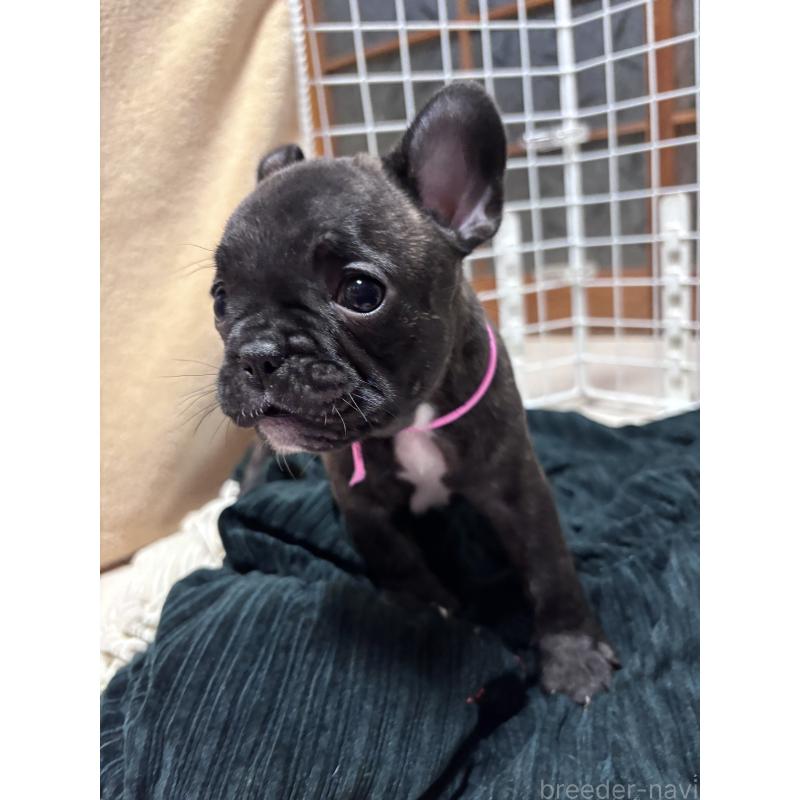 成約済の三重県のフレンチブルドッグ-437164の2枚目