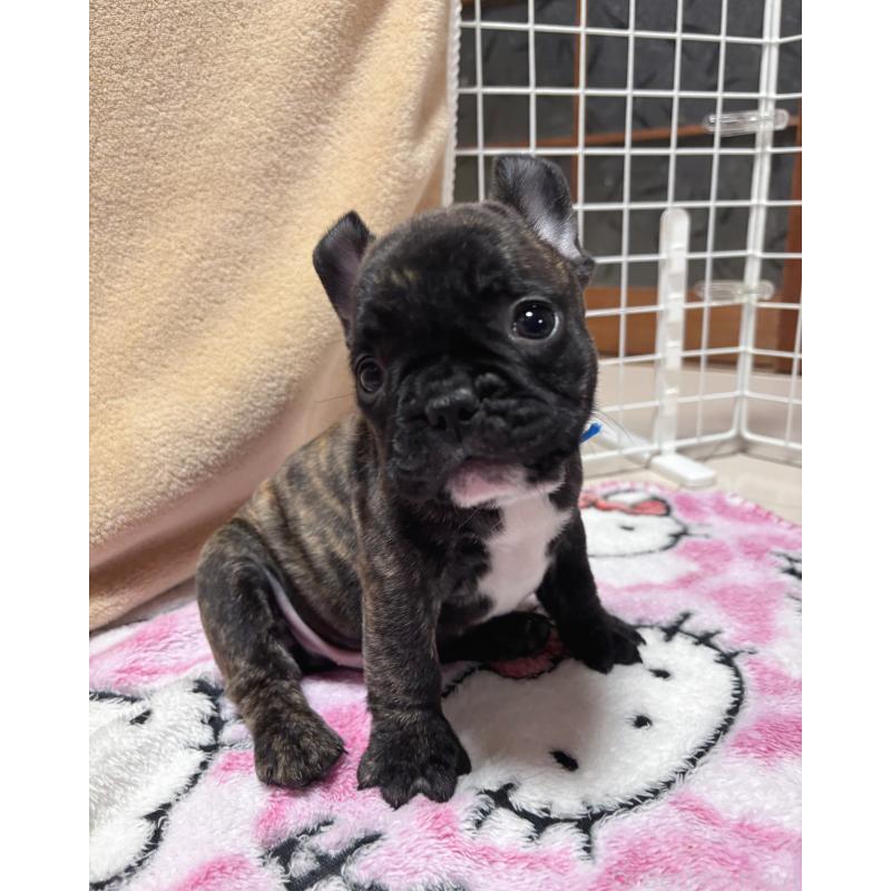 販売中の三重県のフレンチブルドッグ-437132