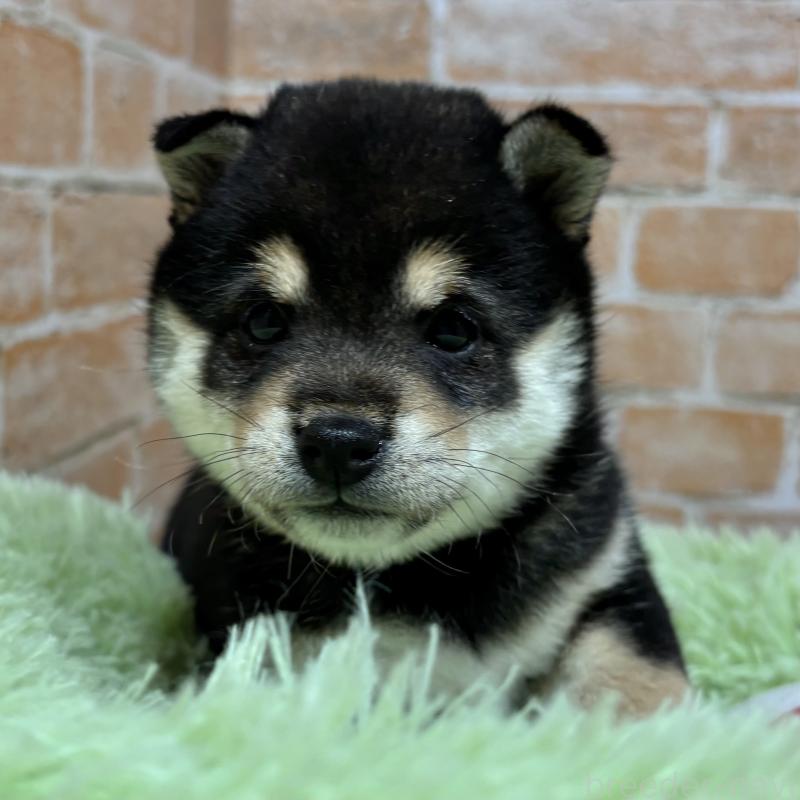 販売中の奈良県の豆柴-442859