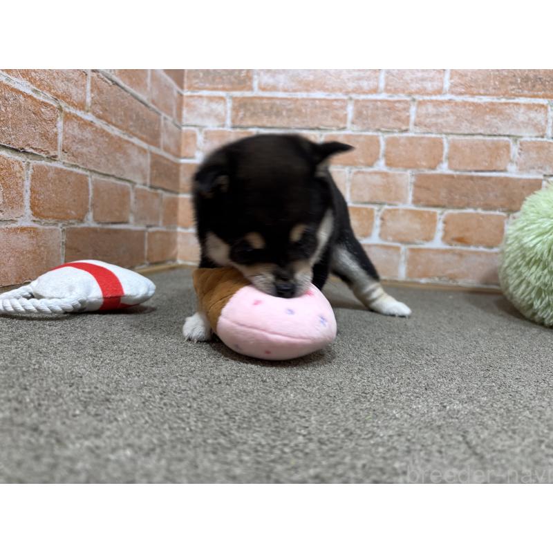 販売中の奈良県の豆柴-442859の6枚目