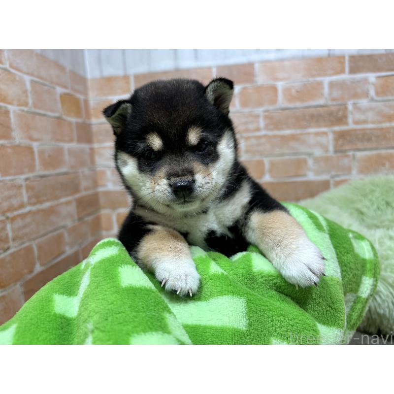 販売中の奈良県の豆柴-442859の5枚目