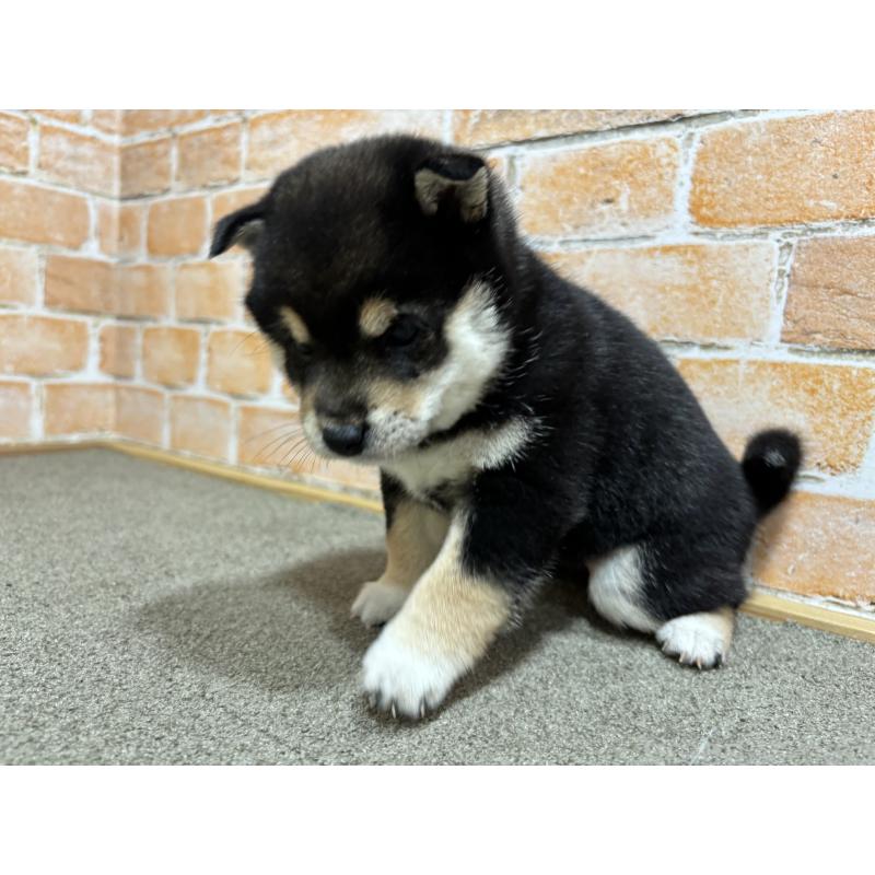 販売中の奈良県の豆柴-442859の4枚目