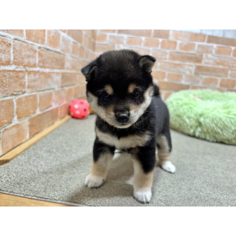 販売中の奈良県の豆柴-442859の2枚目