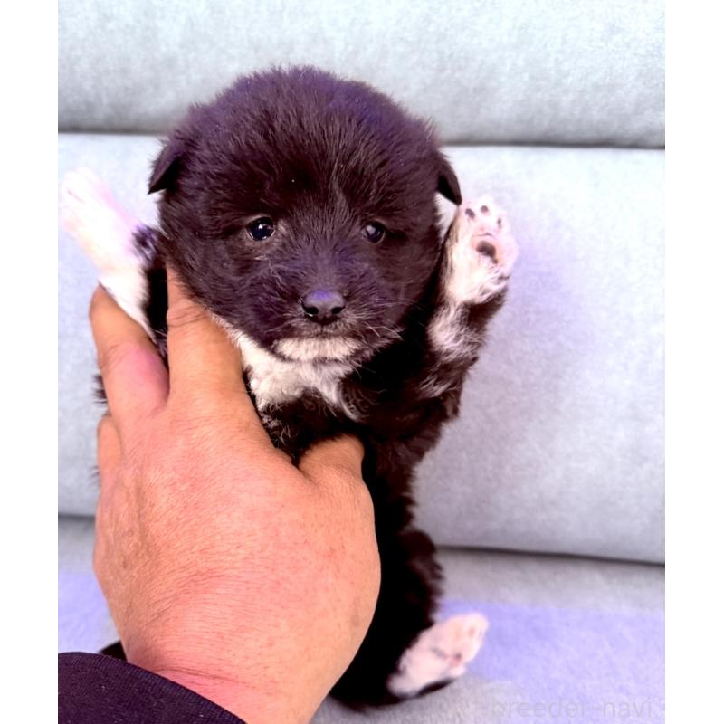 販売中の奈良県のミックス犬-442858の9枚目